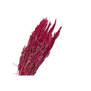 Amaranthus Cerise