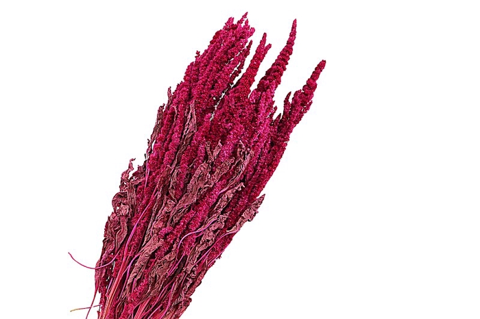 <h4>Amaranthus Cerise</h4>