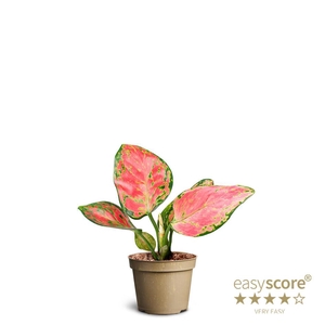 AGLAONEMA COMMUTATUM p6