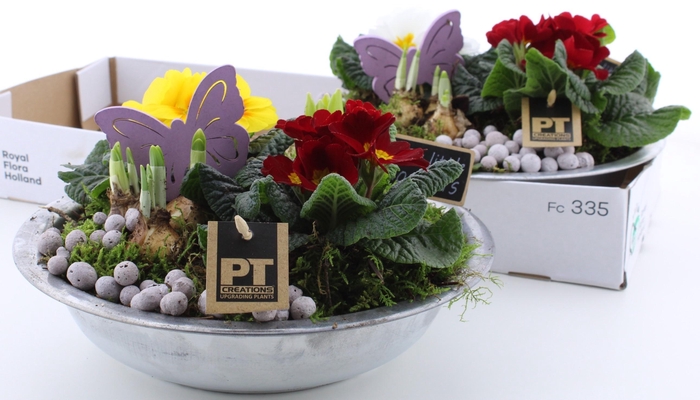 <h4>ARR PL IN SCHAAL</h4>