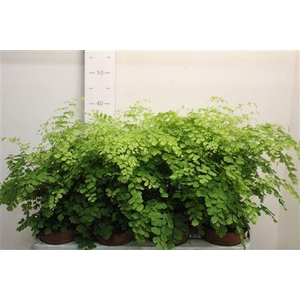 Adian Rad Fragrans