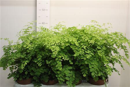 <h4>Adian Rad Fragrans</h4>