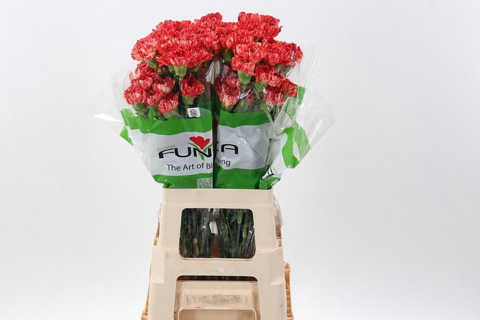 <h4>Di St Leonard</h4>