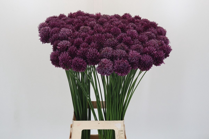 <h4>Allium Sphaerocephalon</h4>