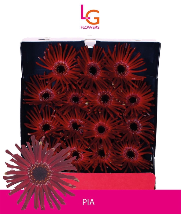 <h4>Gerbera Queeni Pia Diamond</h4>