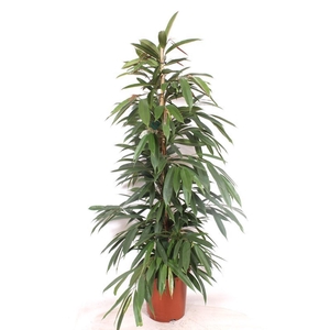 Ficus Amstel King