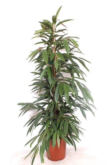 <h4>Ficus Amstel King</h4>