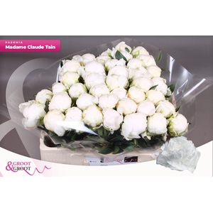 Paeonia Madame Claude Tain | XXL
