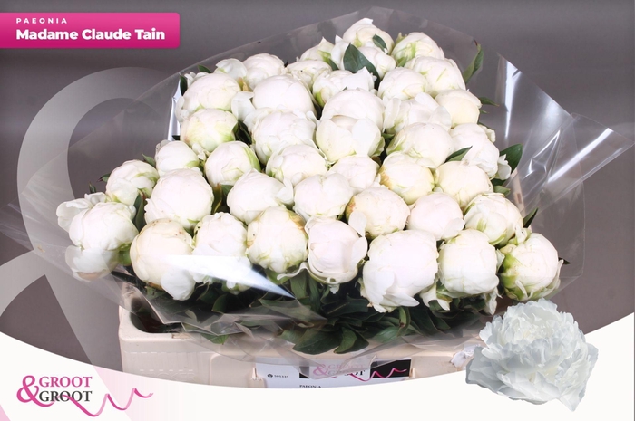 <h4>Paeonia Madame Claude Tain | XXL</h4>