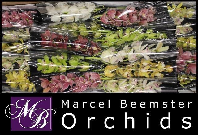 <h4>CYMB MI GEM</h4>