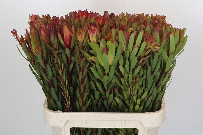 <h4>Leucadendron Safari Sunset</h4>