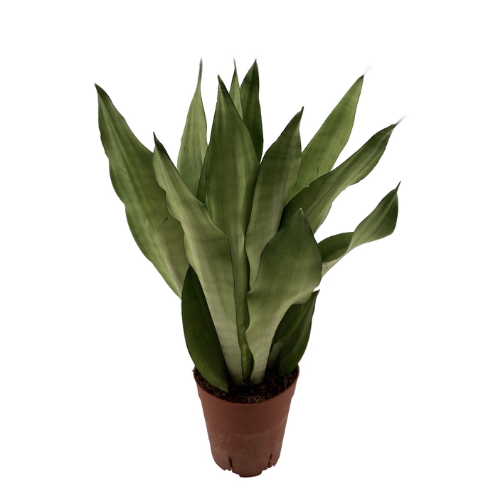 Sansevieria Moonshine