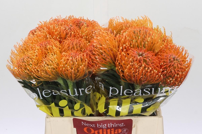 <h4>Nutans Ayoba Peach</h4>