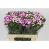Dianthus Br Amazon Rose Magic