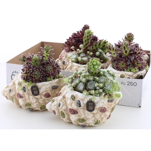 ARR SEMPERVIVUM