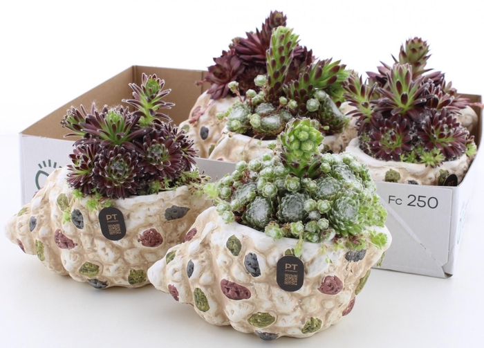 <h4>ARR SEMPERVIVUM</h4>