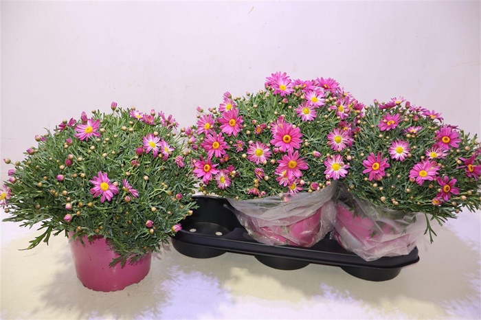 <h4>Arg Dark Pink</h4>