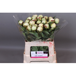 Paeonia Snow Princess