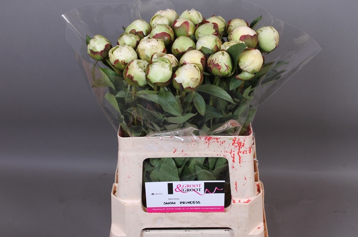 <h4>Paeonia Snow Princess</h4>