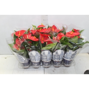 ANTHURIUM VARIADO P12
