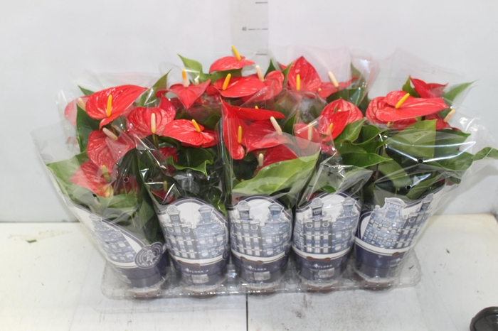<h4>ANTHURIUM VARIADO P12</h4>