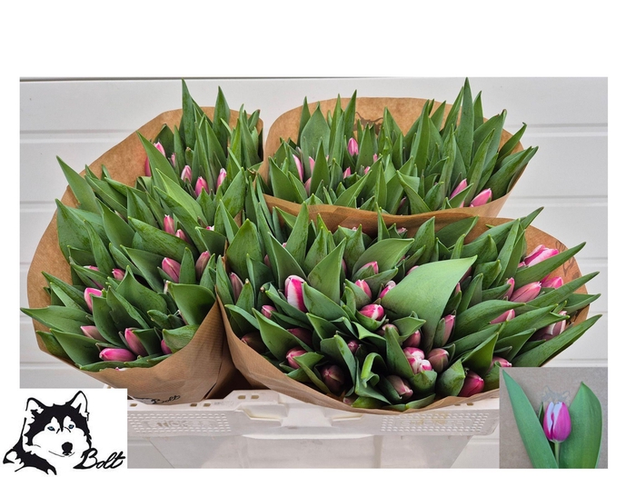 <h4>TU EN CROSSOVER</h4>