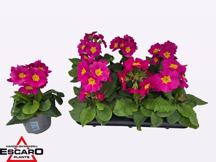 <h4>PRIM EL SIBEL ROSA</h4>