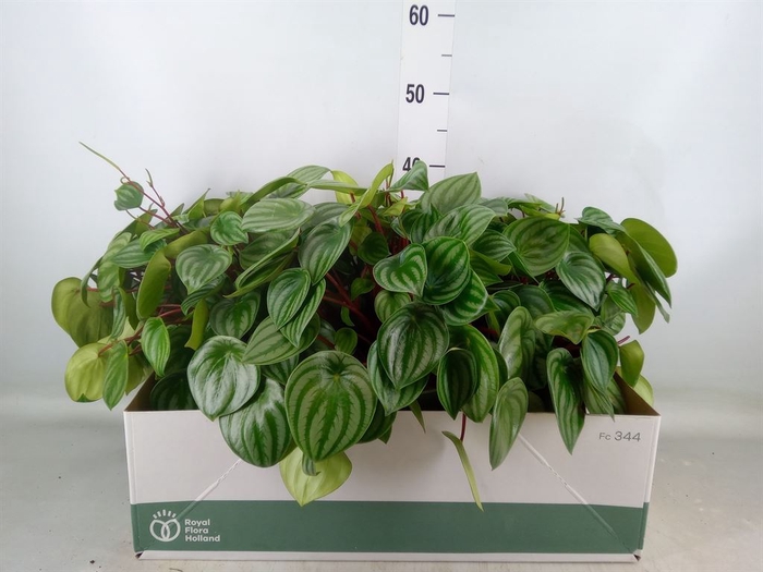 <h4>Peperomia argyreia</h4>