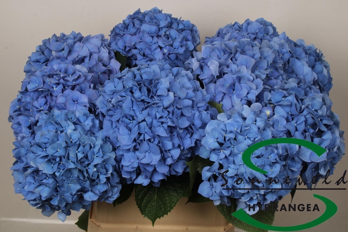 <h4>HYDR M CH PIMPERNEL</h4>