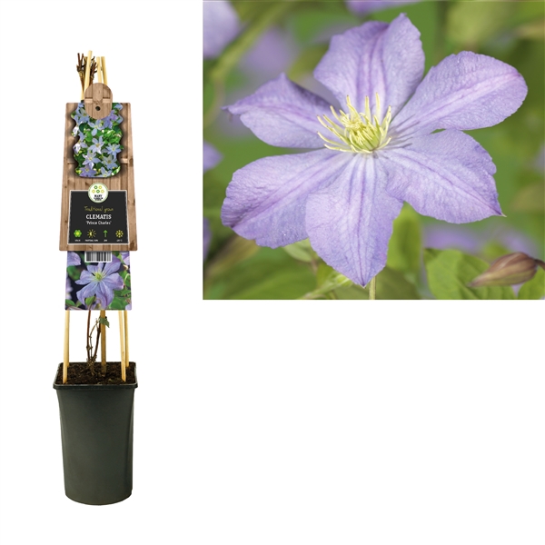 <h4>Clematis 'Prince Charles' 3.0 label</h4>