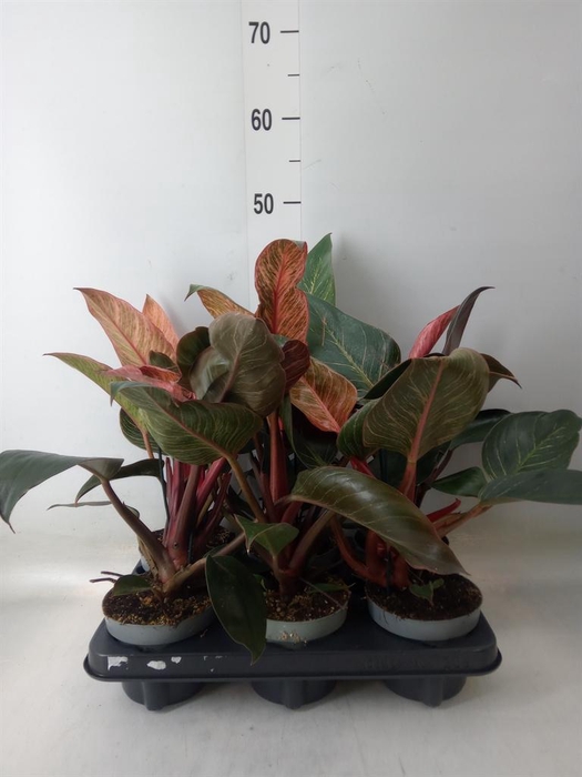 <h4>Philodendron ...</h4>