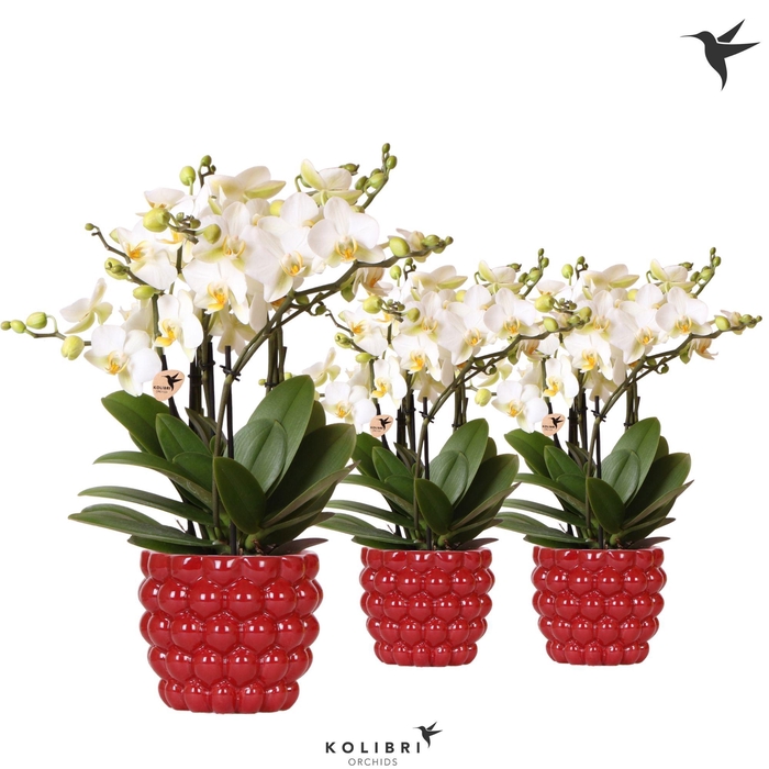 <h4>Kolibri Orchids Phalaenopsis Blossom Lausanne 6 spike in Berry pot</h4>