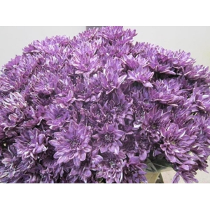 Chr T Euro Cassis
