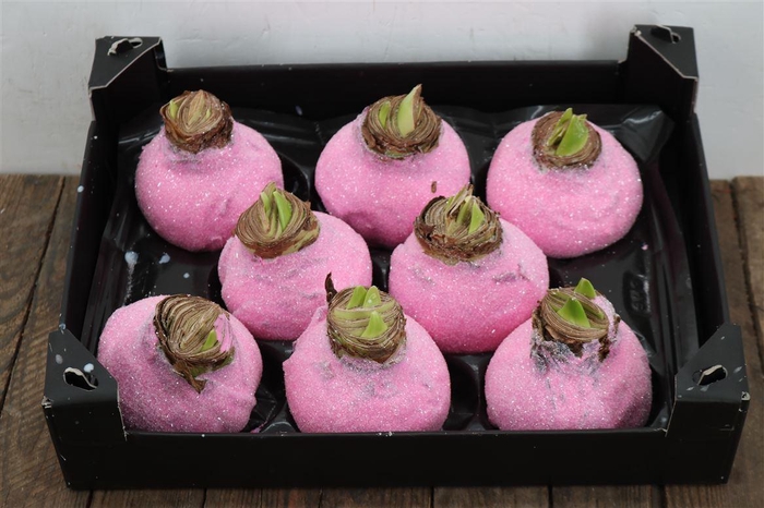 <h4>HIPPEASTRUM WAX GLITTER PINK</h4>