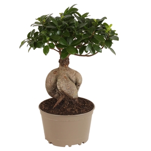 Ficus m. Ginseng pot ø18cm Carbon Free pot