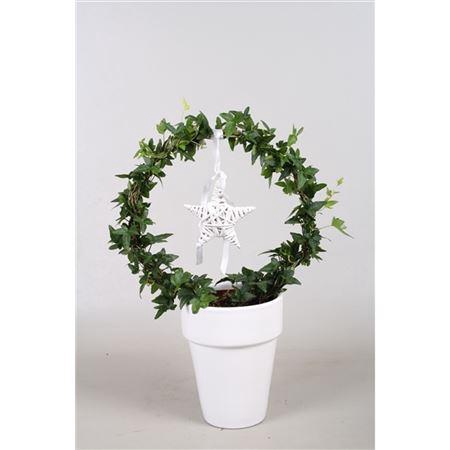 <h4>Hedera Boog+ster In Keramiek</h4>