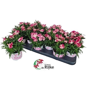 DIAN SPRINT PINK PRO