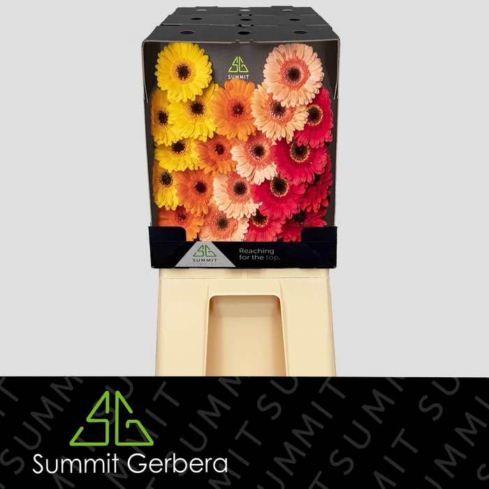 <h4>Germini Mix Dream Indian Summer Diamond</h4>