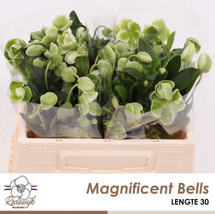 <h4>HELL MAGNIFIC BELLS</h4>