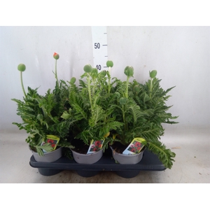 Papaver orientale
