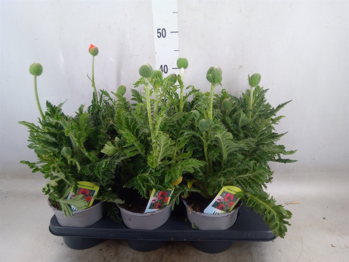 <h4>Papaver orientale</h4>