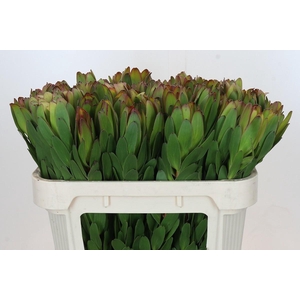 LEUCAD SAF GOLDSTRIK