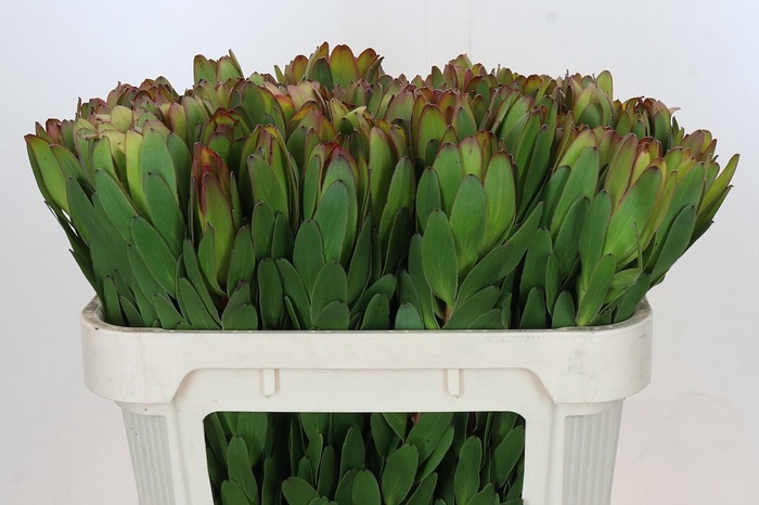 <h4>LEUCAD SAF GOLDSTRIK</h4>