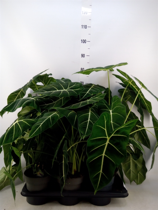 <h4>Alocasia   ...</h4>