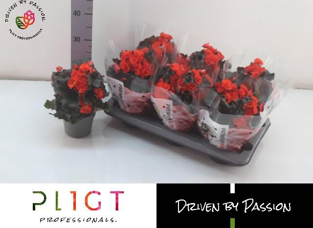 <h4>BEG DU MOCCA ORANGE</h4>