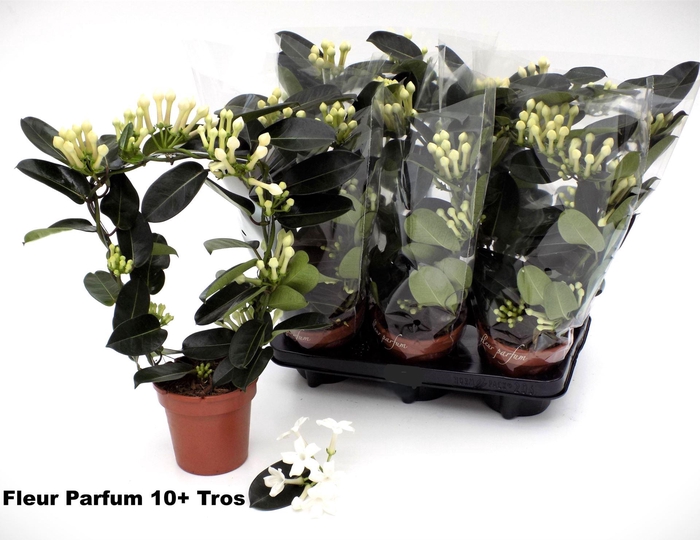 <h4>Stephanotis floribunda   ...</h4>