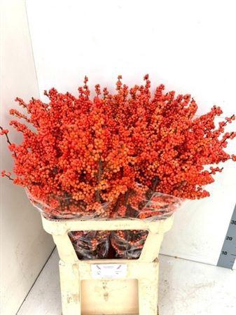 <h4>Ilex Ve Winter Gold Super! Promo!!</h4>