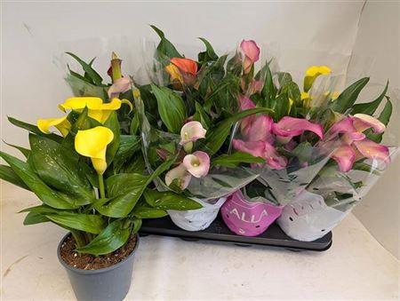 <h4>Zant Gem 6+</h4>