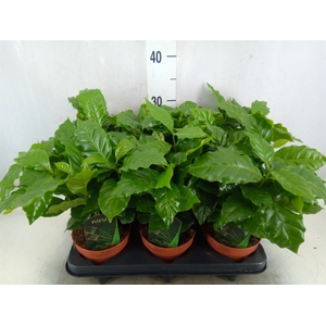 Coffea arabica