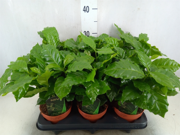 <h4>Coffea arabica</h4>